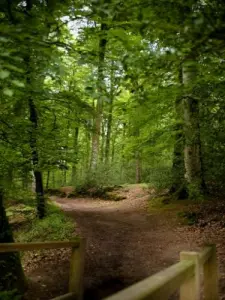 Forest Villecartier to Bazouges-la-Pérouse (© Stenphoto)