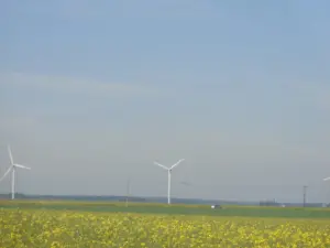 El mismo viento, pero con un campo de colza en lugar de un campo de trigo