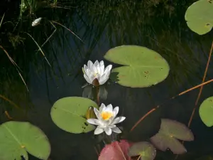 睡莲（Nymphaea alba） - 贝尔方丹湖（Lake Bellefontaine）（©J.E）