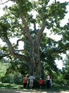 Saint-Julien-Labrousse - Un Pays et ses Arbres