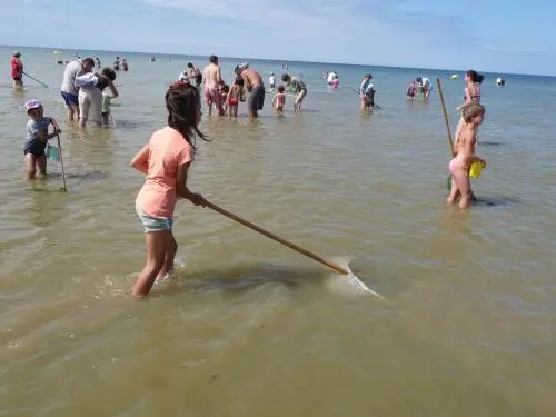 Bernières-sur-Mer - Food - Shrimp fishing