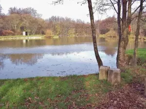 Wood mill pond