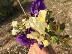 flores de la Garrigue