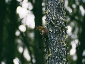 squirrel in the pine forest of Biscarrosse