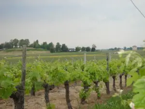 La butte et le vignoble