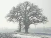 Le chêne en hiver