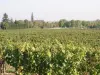 Bonny-sur-Loire - Vignobles de Bonny