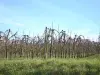 Bonny-sur-Loire - Vergers, à Bonny (l'hiver)