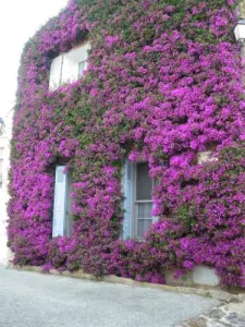 Een huis met bloemen