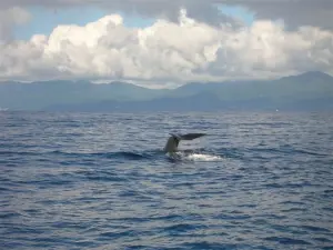 Наблюдение за китообразными