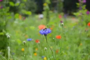 Prairie fleurie