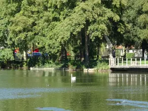 Cisne e patos no lago