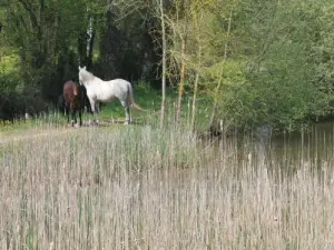 Paysage de Vauchrétien