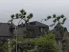 Geanimeerde bomen