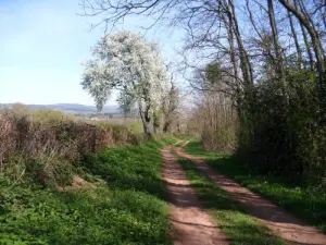 Wandeling rond het dorp