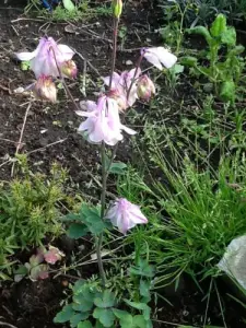 Columbines раскрывают свои цветы... розовый сорт