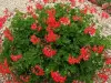 The beautiful geraniums