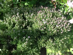 fiori Thyme