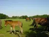 Paardensport Ardennais
