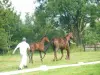 Paardensport om de Ardennen