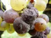 Botrytis Cinerea