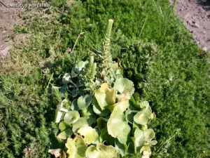 Lokale Flora (© Jean Espirat)