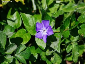 Lokale Flora (© Jean Espirat)