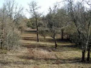 Maquis et petits chênes dans la forêt de la Braunhie