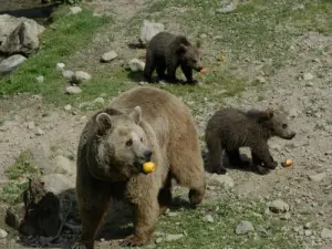Парк дикой природы Casteil: медведь