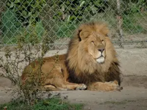 Casteil Animal Park: León