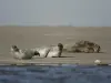 Cayeux-sur-Mer - Phoques veaux marins