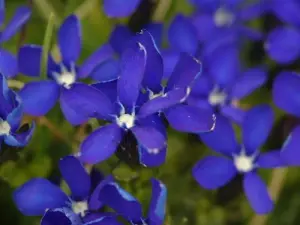 Genciana de primavera nas caves de Celliers