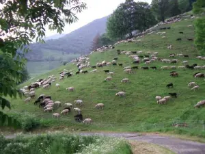 Разведение овец в Селье