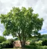 Cénac-et-Saint-Julien - Gids voor toerisme, vakantie & weekend in de Dordogne