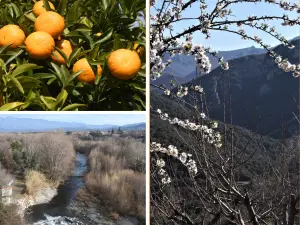 Технология, апельсиновые и миндальные деревья, растущие вдоль Céret