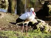 Park à Cigognes - Recreatiegebied in Cernay