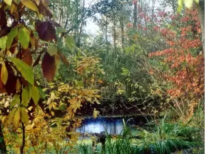 Clairière d'eau de l'arboretum du Chêne-Vert