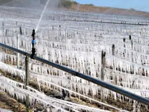 Lutar contra as geadas da primavera