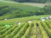 Les vendanges dans les grands crus