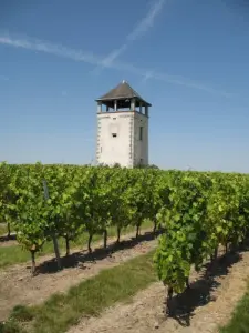 Vineyard Coteaux du Layon