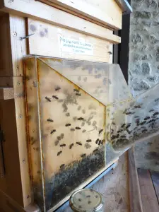 Glass Hive