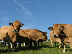 Champagnac-le-Vieuxの畑の牛