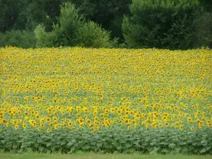 Campo de girassóis no verão - Município de Champagnac-le-Vieux