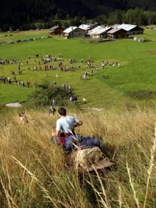 Discesa di formaggi da pascolo a Champagny