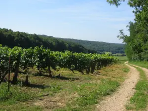 Trails in de buurt van de wijngaarden (© OTGY)