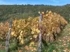 Promenade dans les vignes