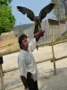 Falconry on the castle esplanade