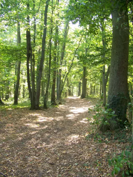 Wood of the Gâts - Natural site in Châteaudun