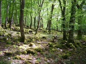 Old quarries of the city in the deer park