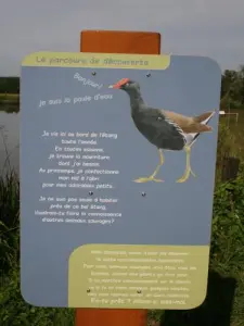 Chaumont Pond - Informationstafel über die Flora und Fauna